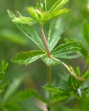 Potentilla erecta. Часть побега. Краснодарский край, Мостовский р-н, окр. пос. Узловой, ю.-з. отрог горы Асбестная, субальпийский луг. 15.06.2019.