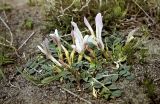 Astragalus paradoxus