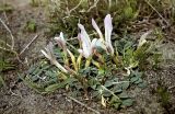 Astragalus paradoxus