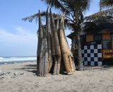 Schoenoplectus californicus. Рыбачьи лодки caballitos de totora (totora - местное название вида), изготавливаемые из растений вида в северной части побережья Перу в течение 3000 лет. Перу, регион La Libertad, пос. Huanchaco, пляж. 24.10.2019.