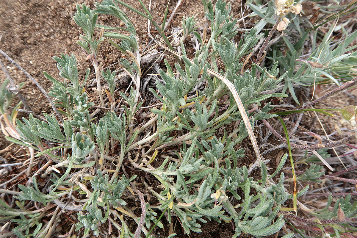 Изображение особи Alyssum lenense.