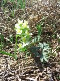 Corydalis bracteata