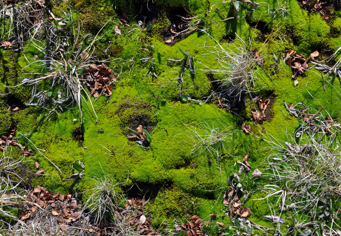 Image of class Bryopsida specimen.