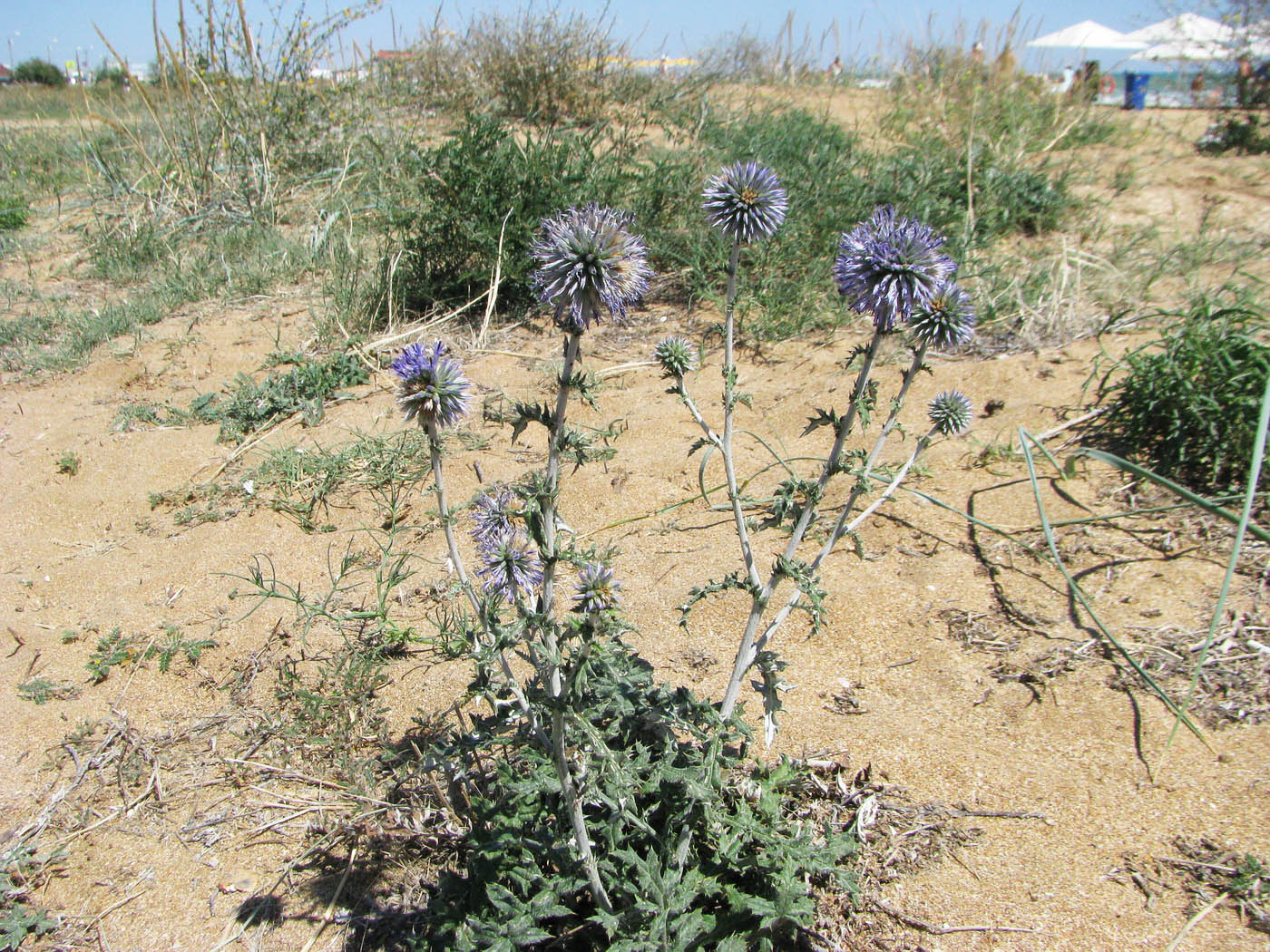Image of Echinops ritro specimen.