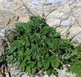 Salvia ringens