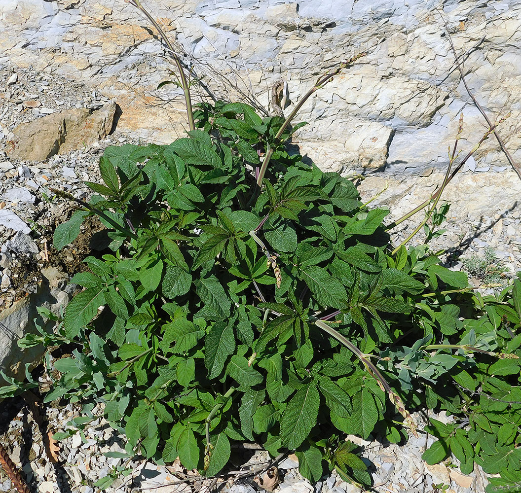 Image of Salvia ringens specimen.