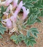 Astragalus borodinii