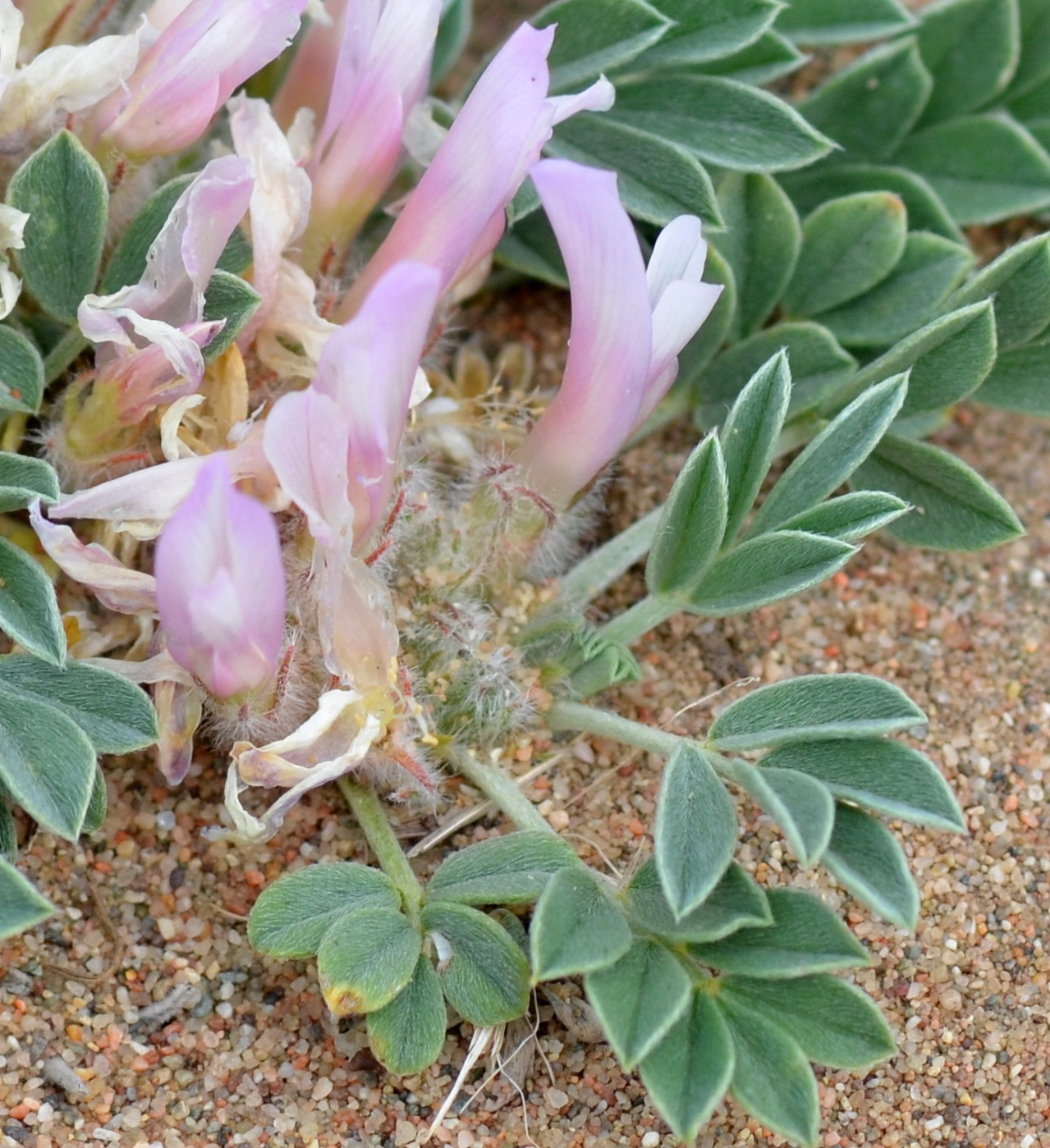 Image of Astragalus borodinii specimen.