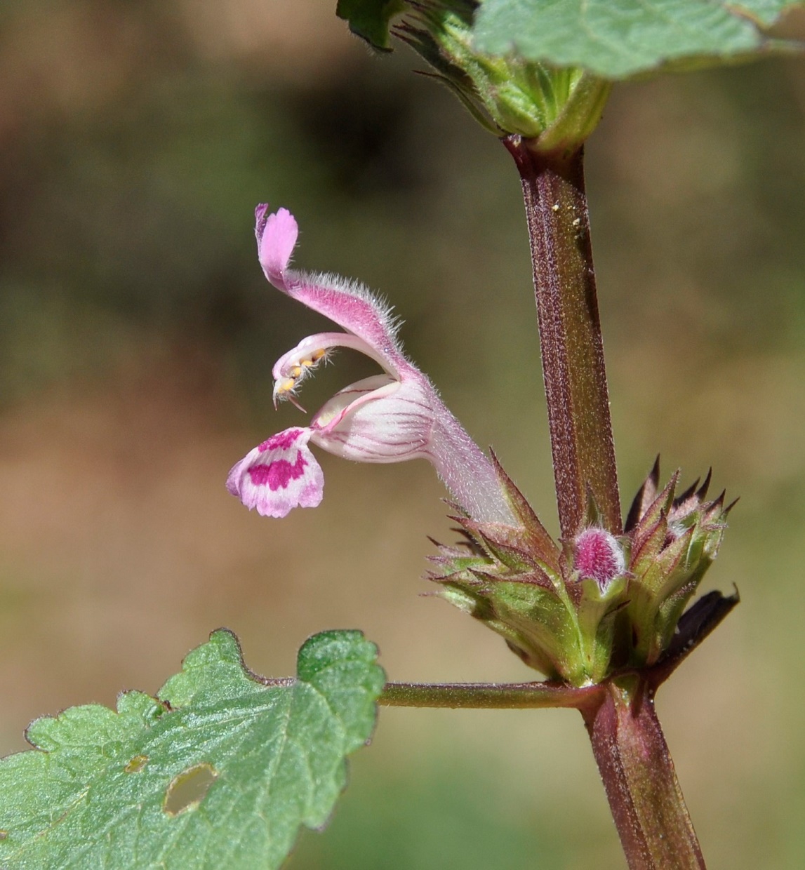 Image of Lamium garganicum specimen.