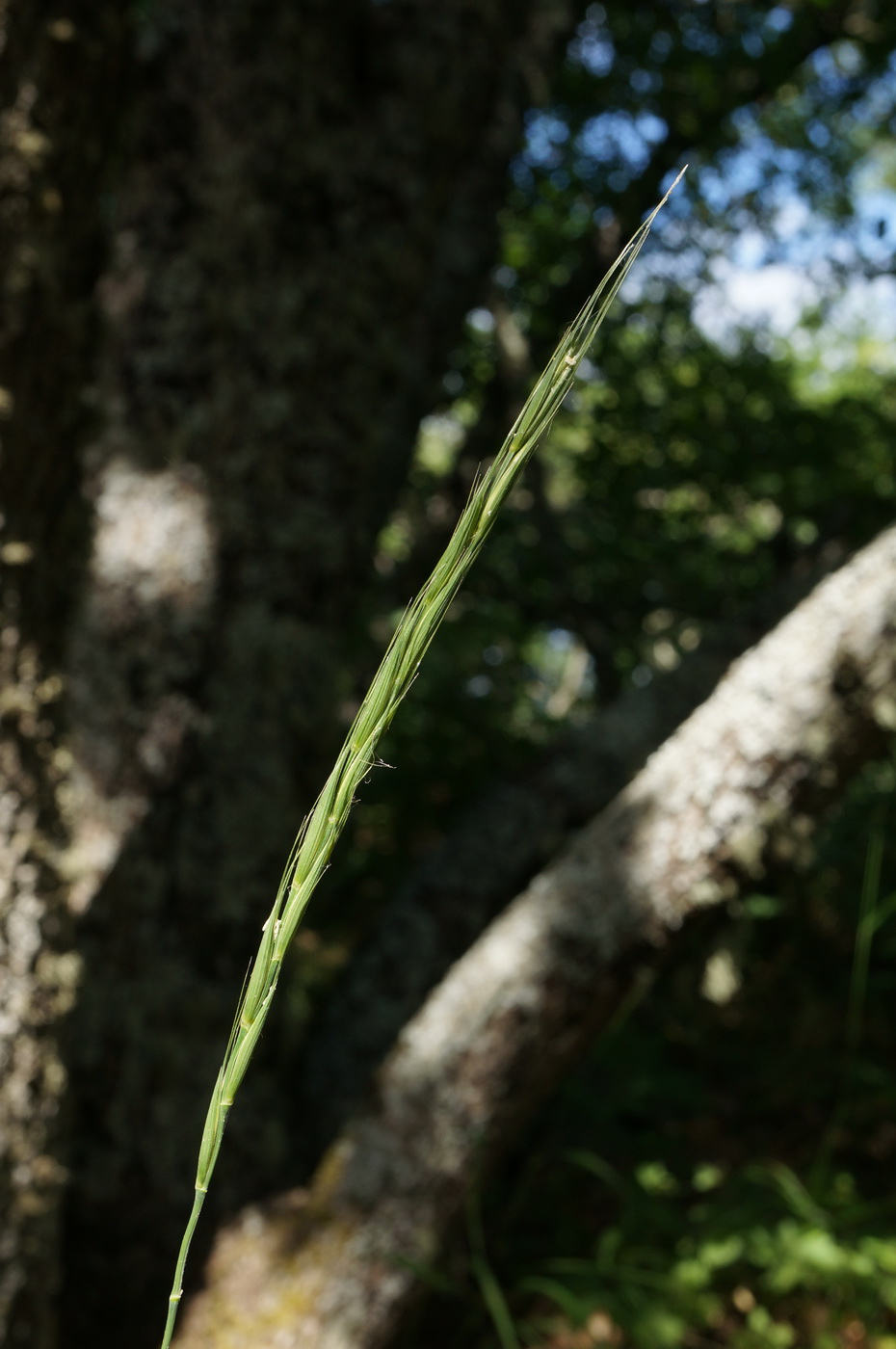 Image of Elymus panormitanus specimen.