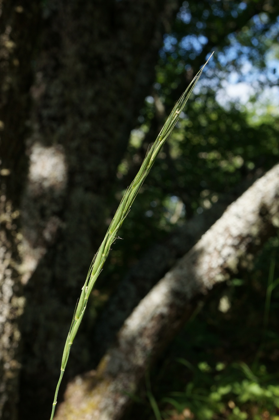 Изображение особи Elymus panormitanus.