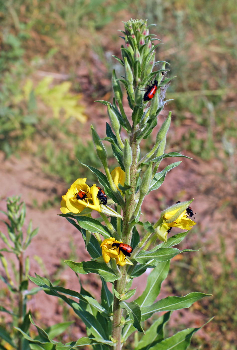 Image of genus Oenothera specimen.