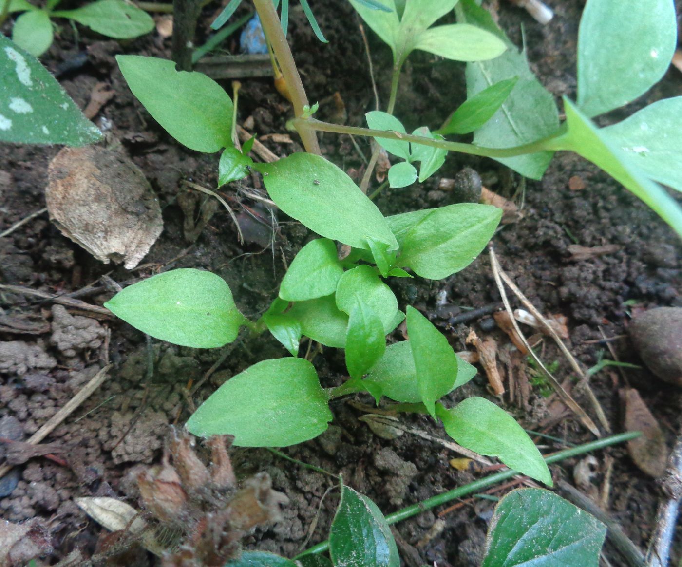 Изображение особи Phytolacca acinosa.