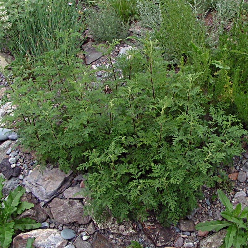 Изображение особи Artemisia stechmanniana.