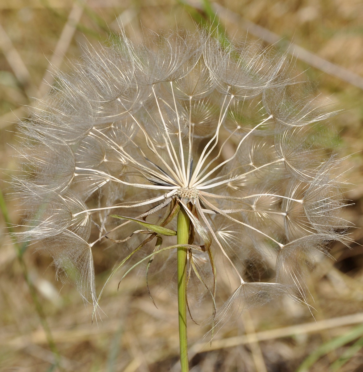 Изображение особи Tragopogon porrifolius ssp. longirostris.