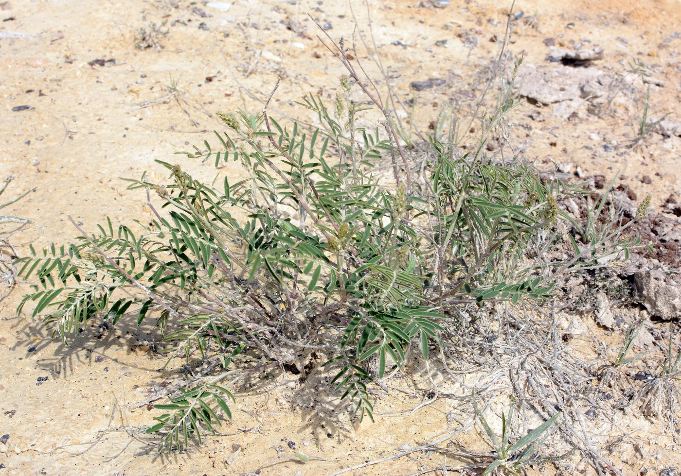 Image of Onobrychis arenaria specimen.