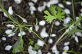 Ranunculus auricomus