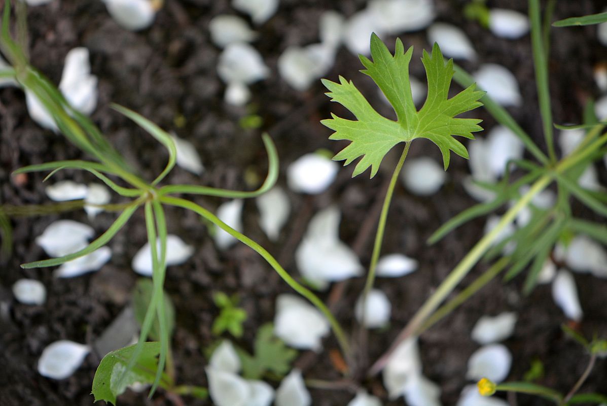 Image of Ranunculus auricomus specimen.