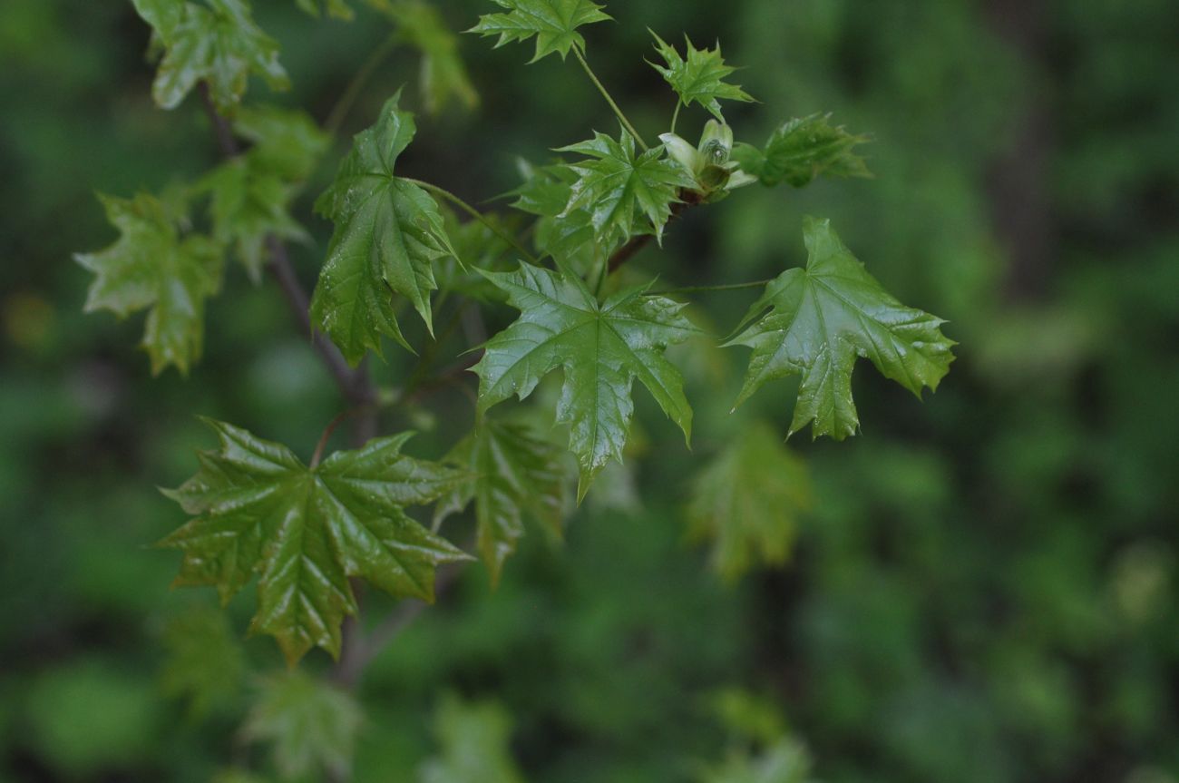 Изображение особи Acer platanoides.