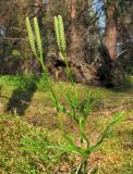 Diphasiastrum complanatum