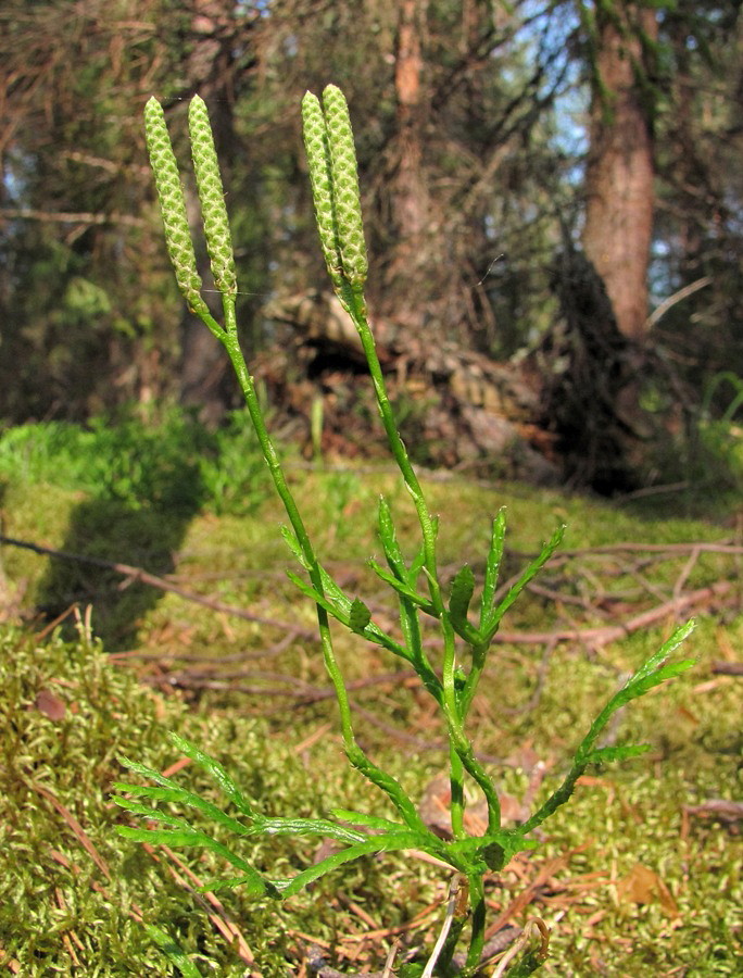 Image of Diphasiastrum complanatum specimen.