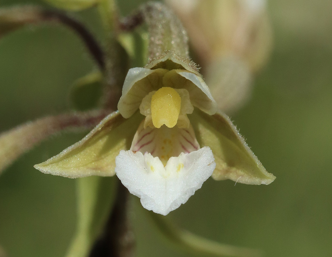 Изображение особи Epipactis palustris.