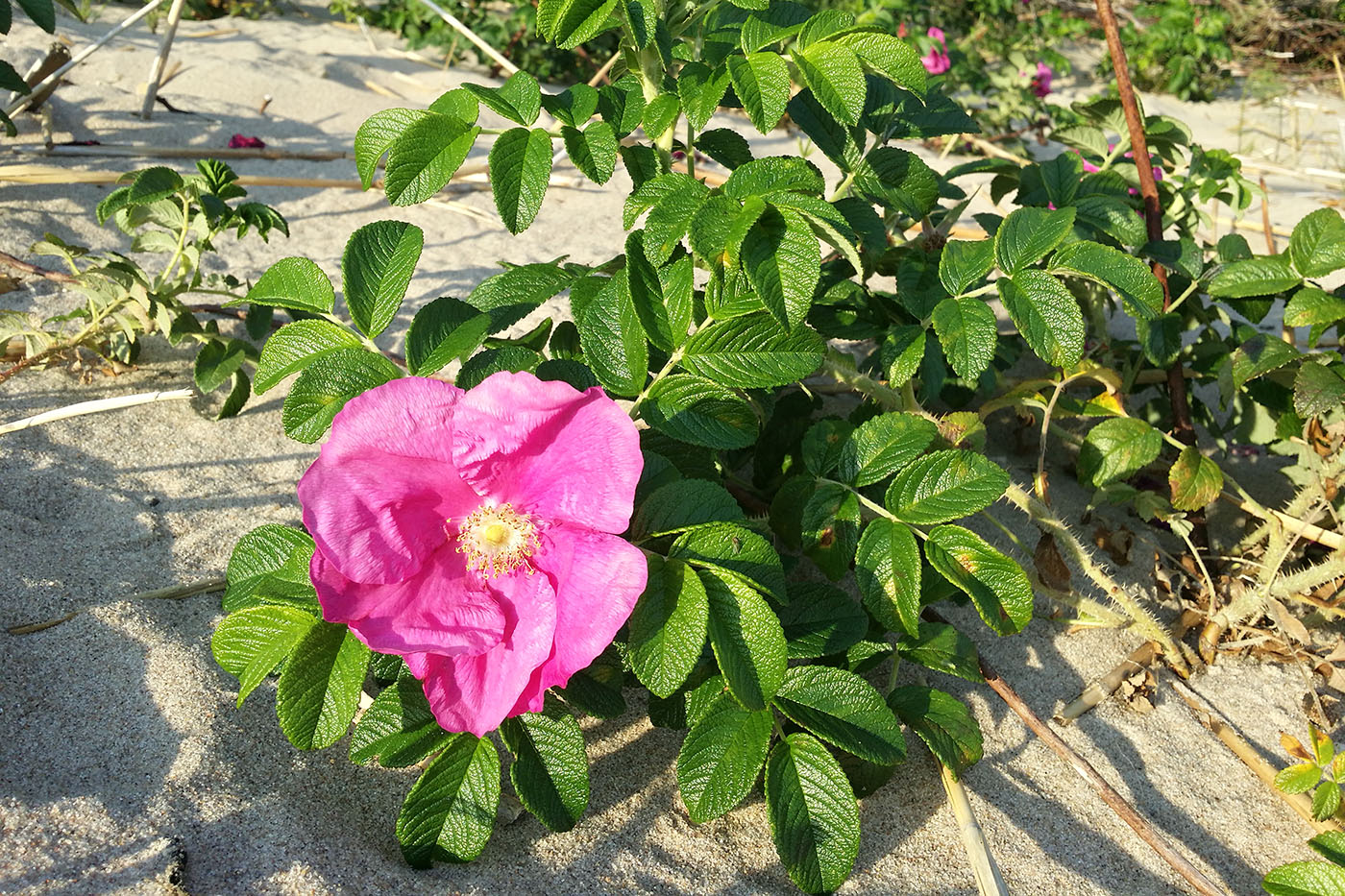 Изображение особи Rosa rugosa.