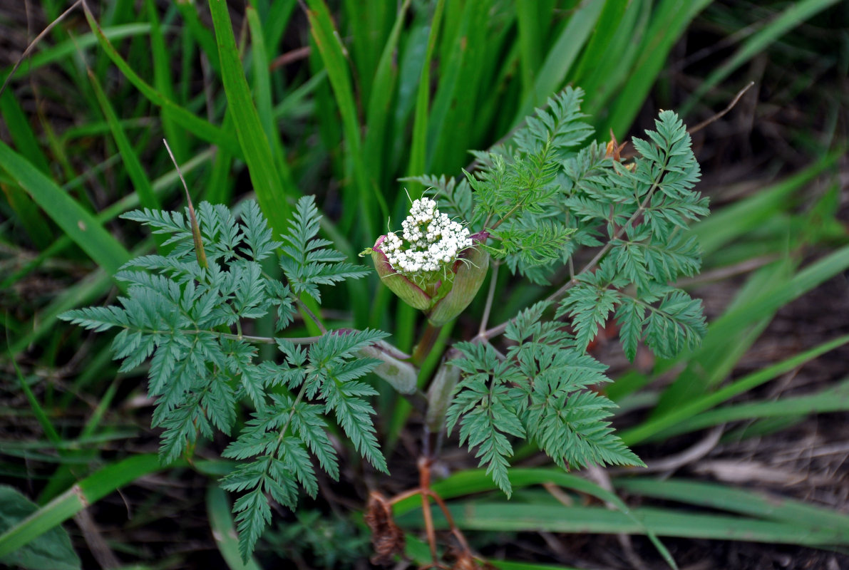 Image of Conioselinum tataricum specimen.