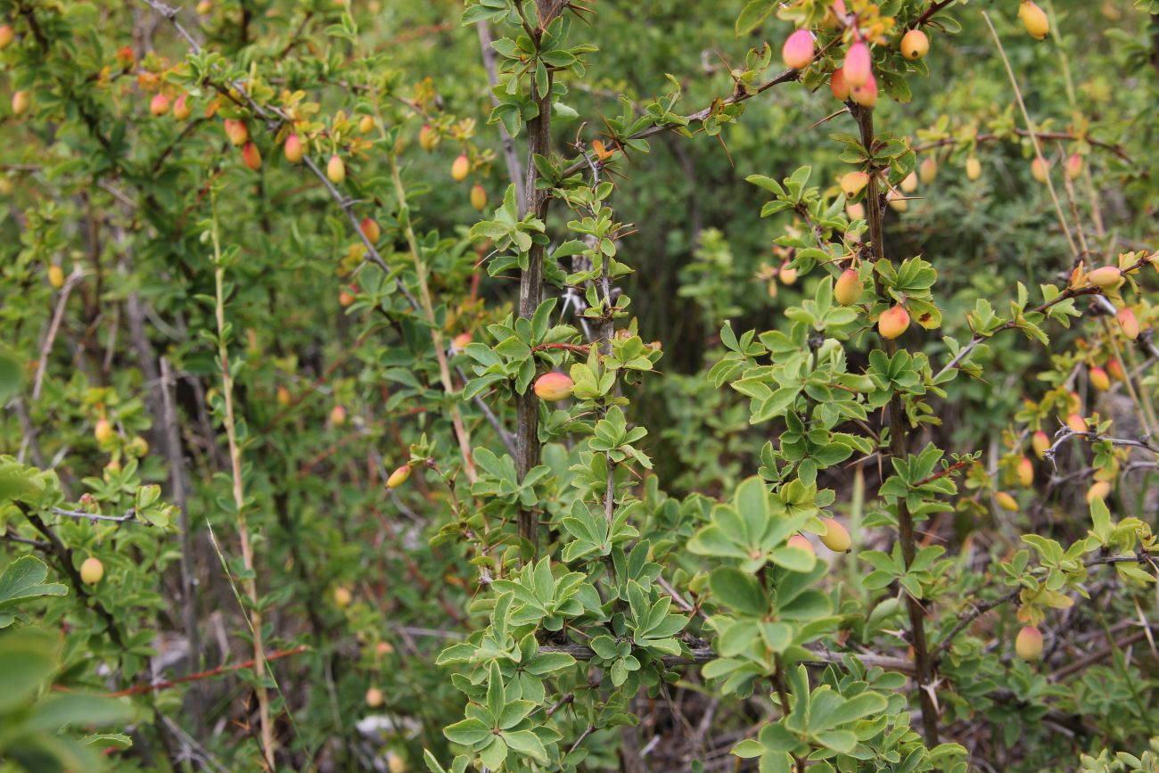 Изображение особи Berberis sibirica.