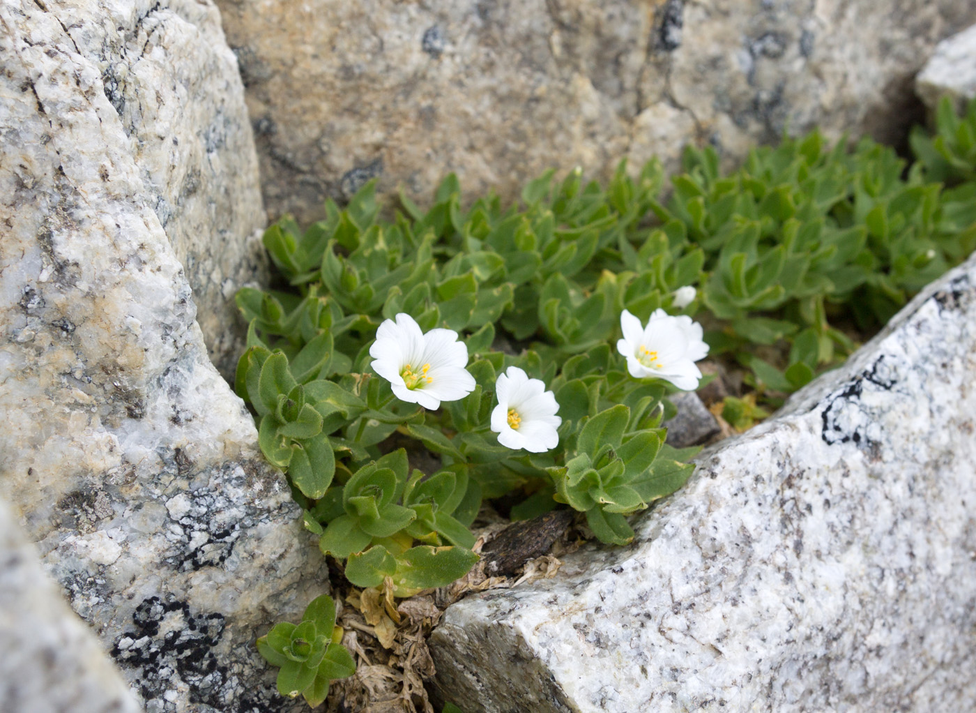 Изображение особи Cerastium undulatifolium.