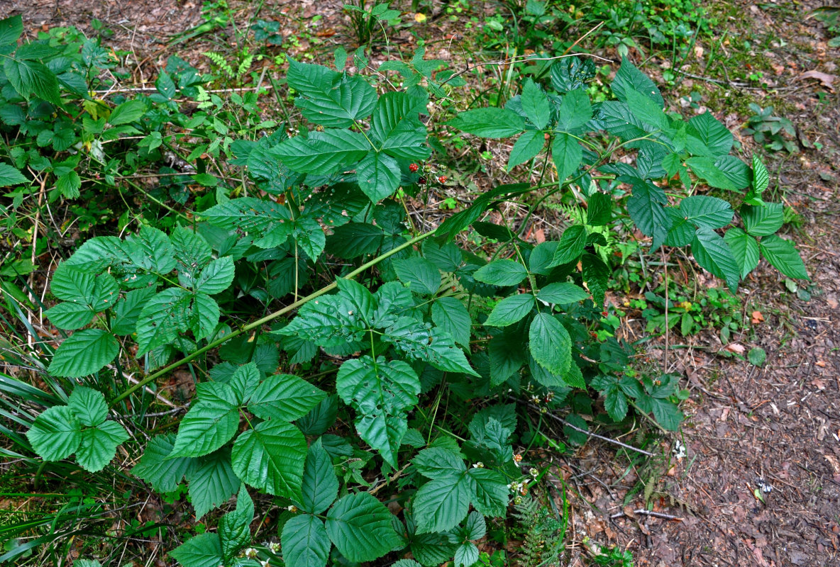 Image of Rubus nessensis specimen.