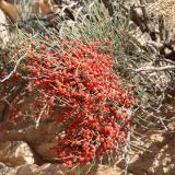 Ephedra procera