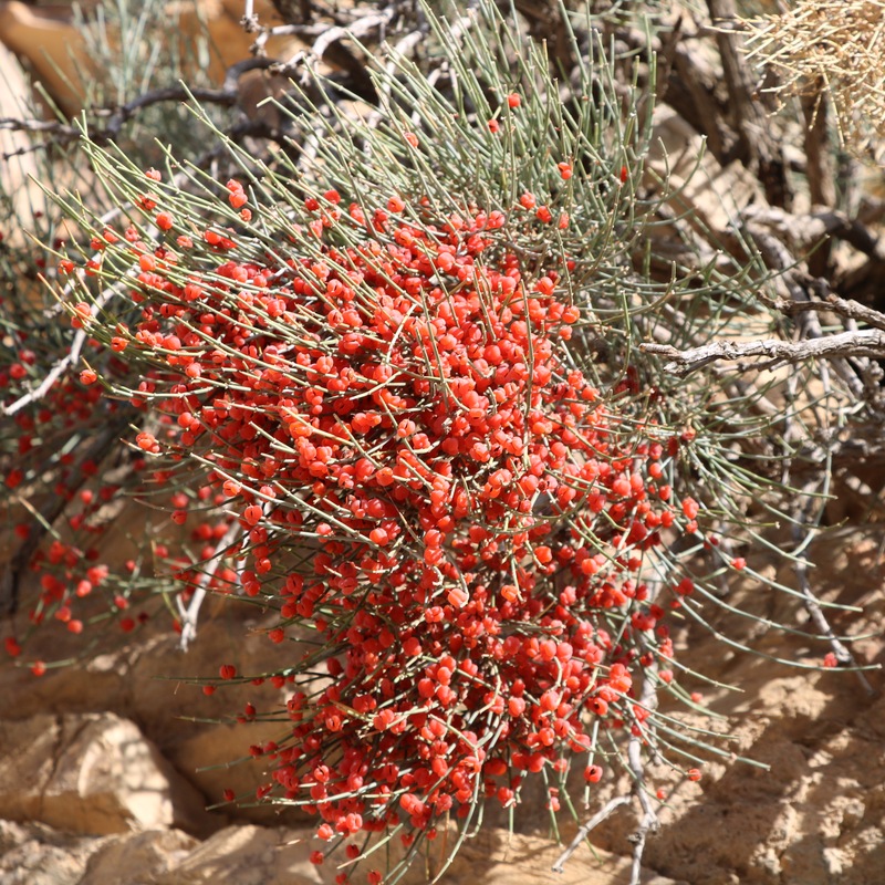 Изображение особи Ephedra procera.