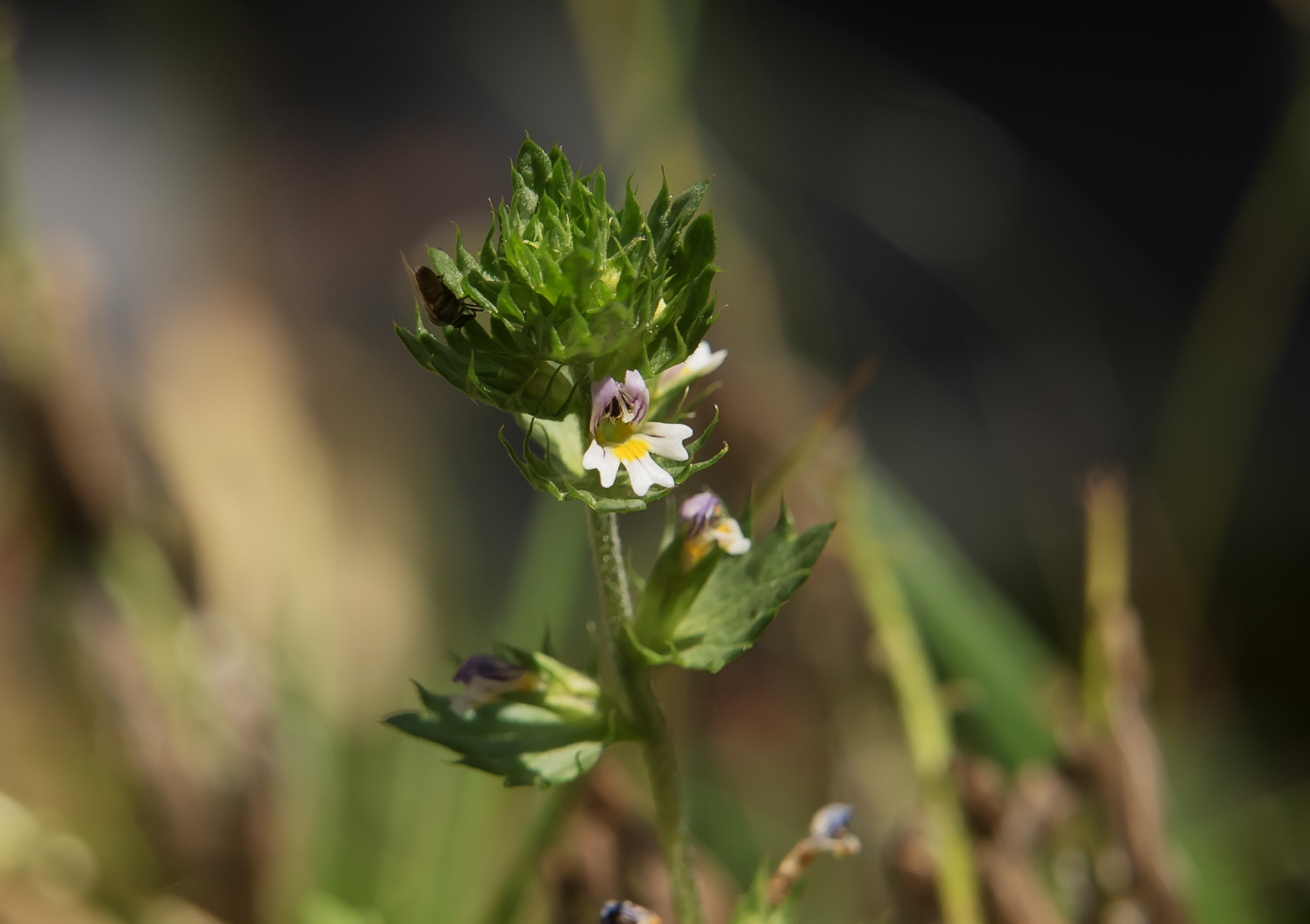 Изображение особи род Euphrasia.