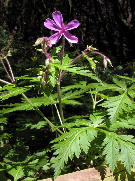 Изображение особи Geranium reuteri.