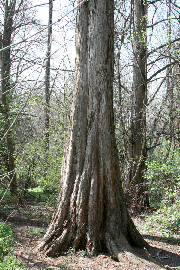 Изображение особи Metasequoia glyptostroboides.