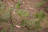 familia Apiaceae. Вегетирующие растения. Ростовская обл., Каменский р-н, окр. станицы Калитвенская, сосновый лес. 10.05.2020.