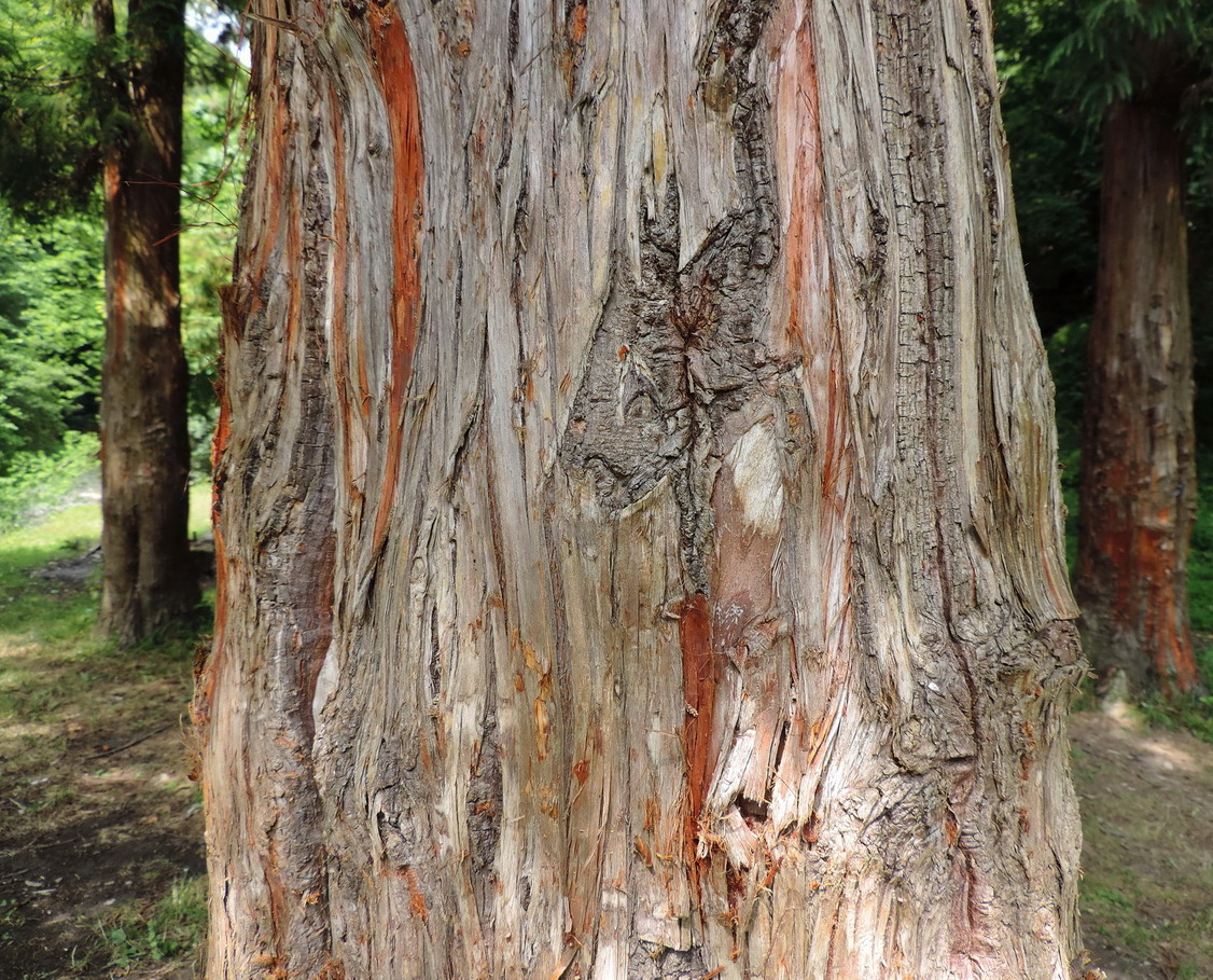 Image of Cryptomeria japonica specimen.