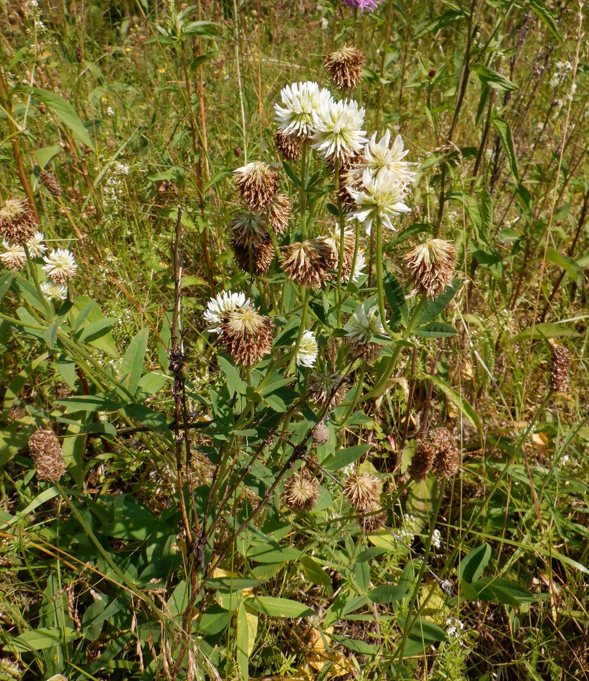 Изображение особи Trifolium montanum.