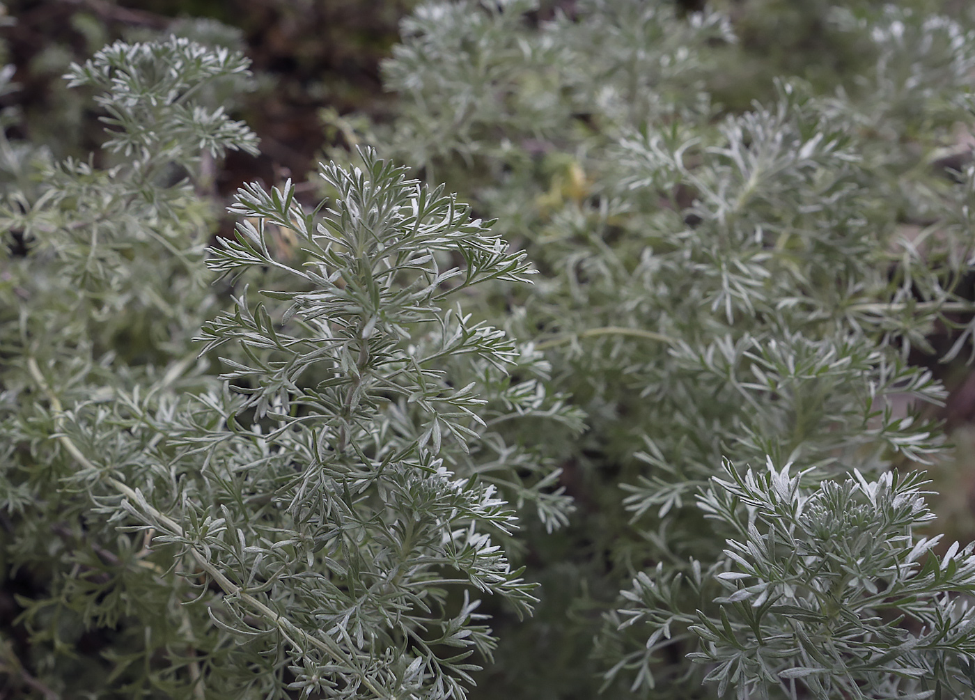 Image of Artemisia frigida specimen.