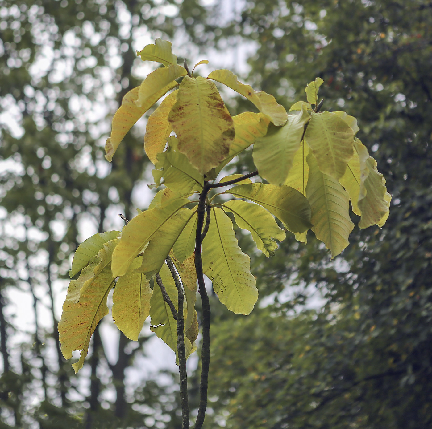 Image of Magnolia hypoleuca specimen.