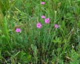 Dianthus versicolor