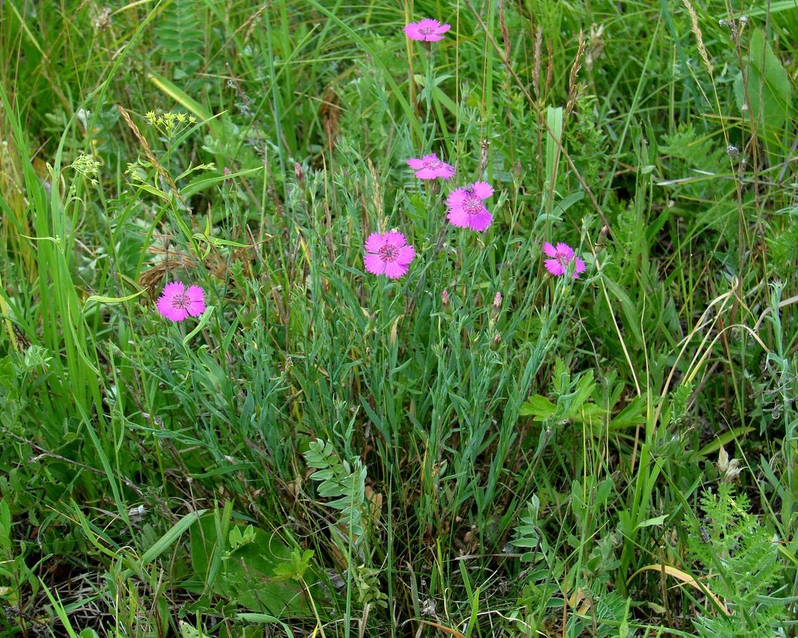 Изображение особи Dianthus versicolor.