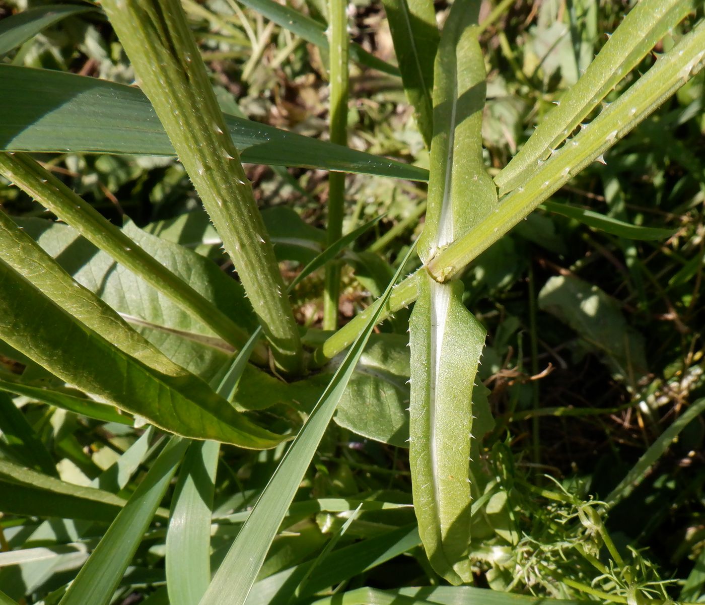 Image of Dipsacus fullonum specimen.