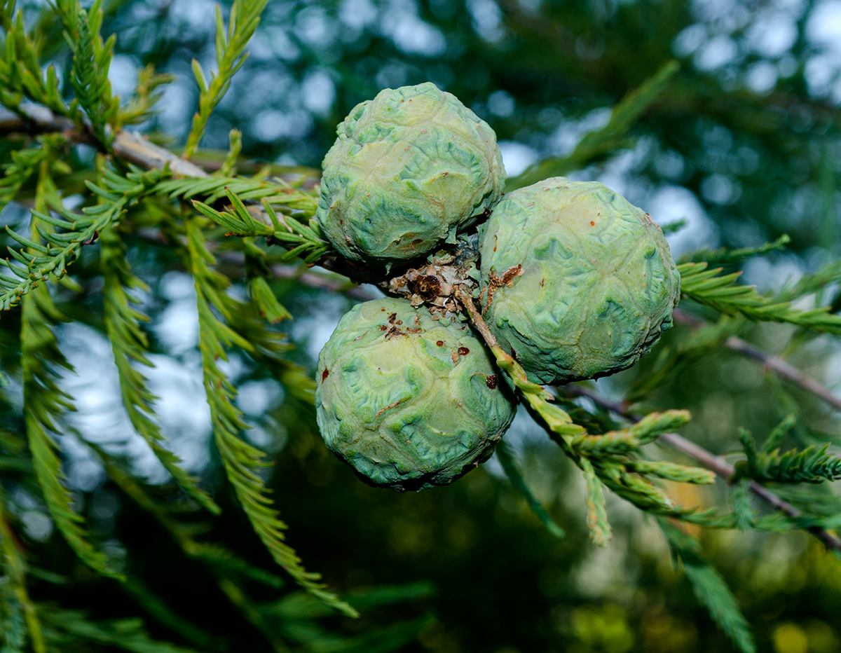 Image of genus Taxodium specimen.