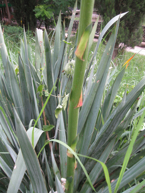 Image of Yucca flaccida specimen.