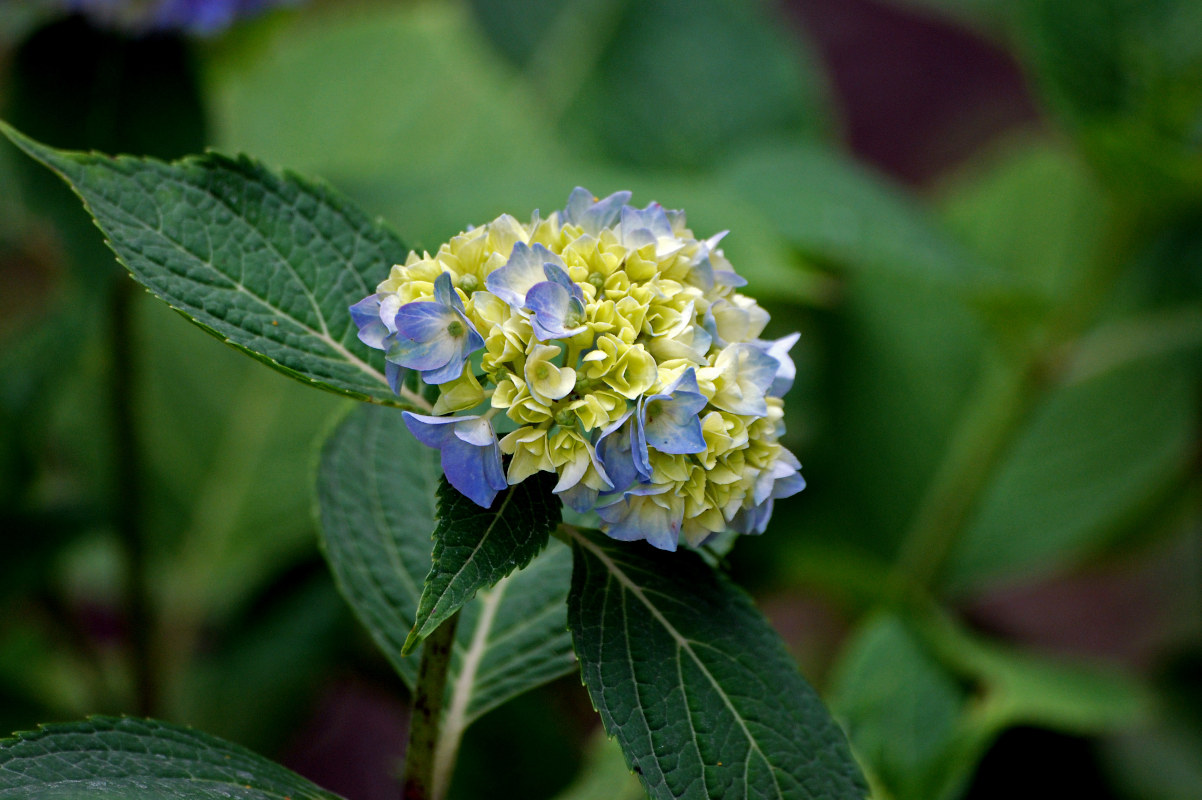 Image of Hydrangea arborescens specimen.