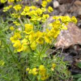 Euphorbia cyrtophylla. Верхняя часть цветущего растения. Таджикистан, Согдийская обл., Айнинский р-н; Памиро-Алай, Фанские горы, бас. оз. Искандеркуль, ≈ 2500 м н.у.м., каменистая россыпь. 09.06.2019.