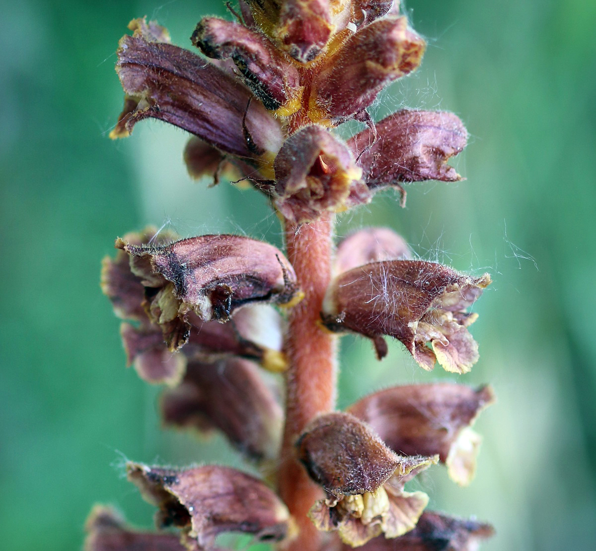Image of Orobanche laxissima specimen.