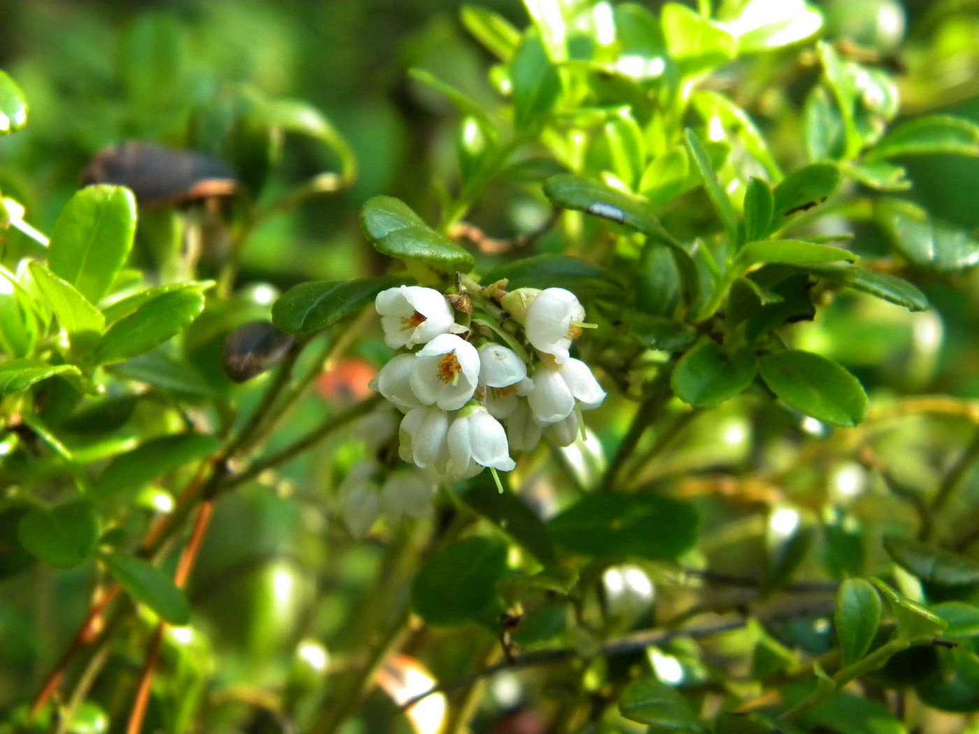 Image of Vaccinium vitis-idaea specimen.